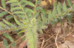 Tennessee milkvetch